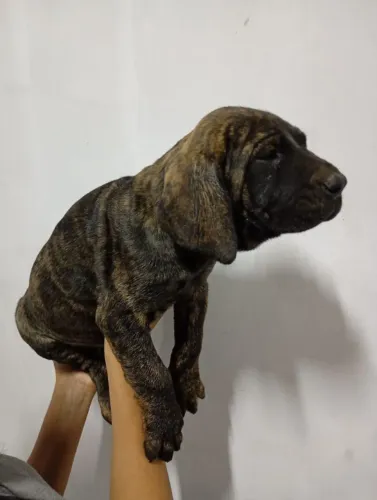 QUEM ESTÁ PROCURANDO UM FILA BRASILEIRO, OLHA ISSO.