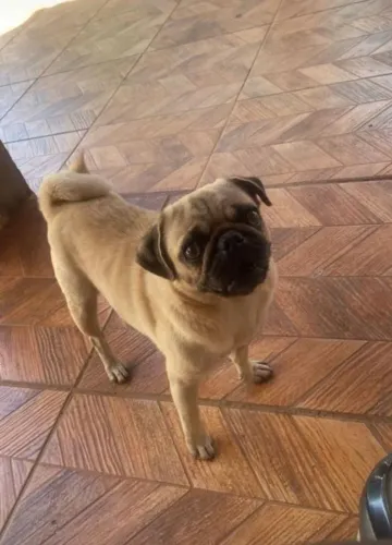 Pug disponível 