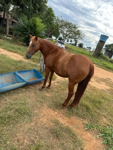 Égua Prenha