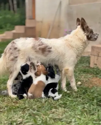 Filhotes de Border Collie