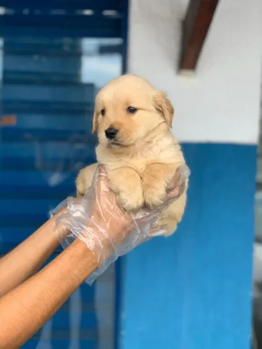 Golden Retriever de Origem Comprovada