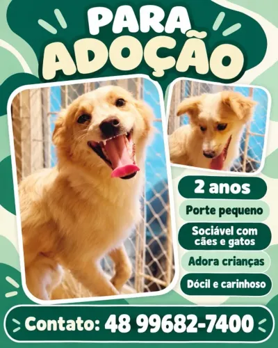 Cachorrinho para doação