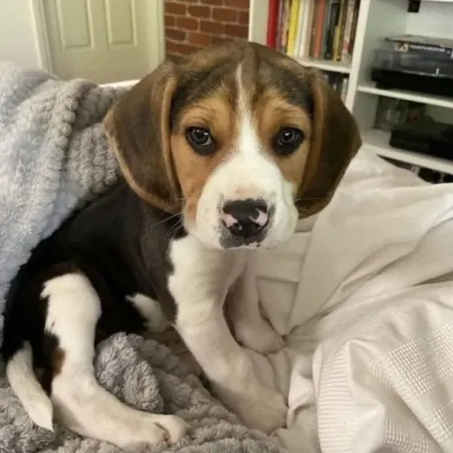 Filhotes de Beagle | Um olhar cheio de doçura.