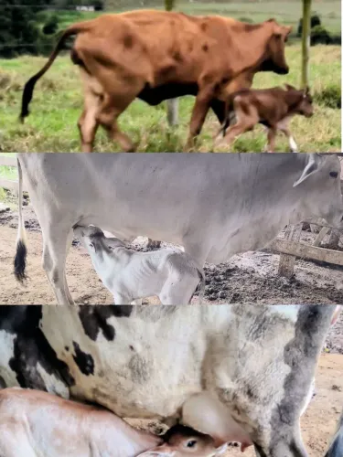 3 vacas com bezerro no pé