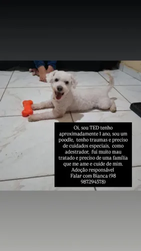 Doação poodle