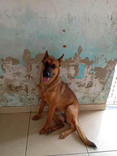 Cachorra da raça belga