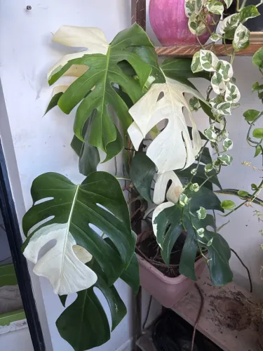 Costela de Adão Variegata