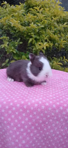 MINI COELHINHOS(Netherland)