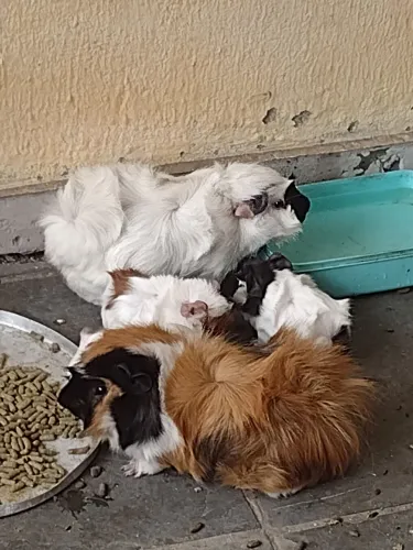 Porquinhos da índia