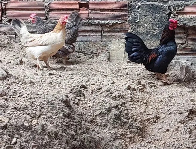 Um casal de garnize! <br>Região norte de Palmas!