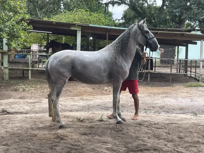 Cavalo Mangalarga 