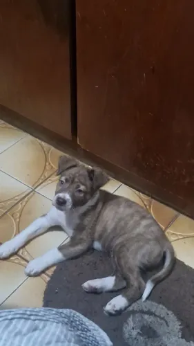 Doa-se cachorro + 100 reais
