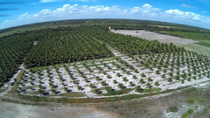 sítio com 8 hectares 100% plantado de coqueiros na região de São José do mipibu