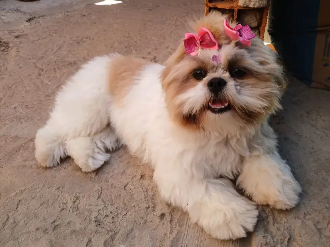 Linda fêmea shitzu