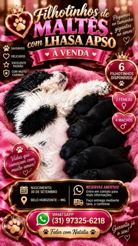 FILHOTES DE MALTÊS COM LHASA APSO