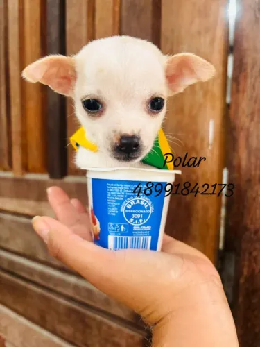 Lindos filhotes de pinscher  machinhos 