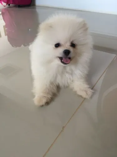 Spitz Que Faz A Diferença Na Companhia