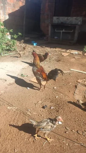 Vendo galo 