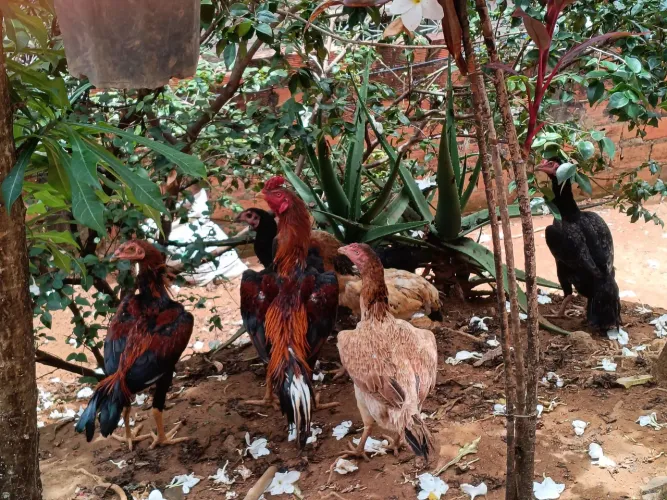 Oportunidade para venda e troca 