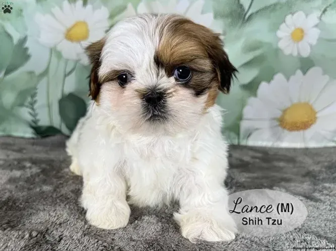 Shih Tzu pequeno - ideal para apartamento