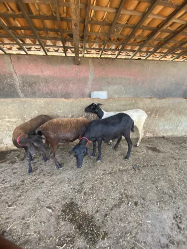 Ovelha