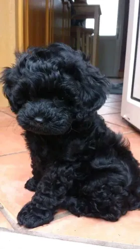 Poodle Toy femea pura preta 60 dias 