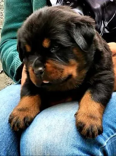 Rottweiler alemão perfeito
