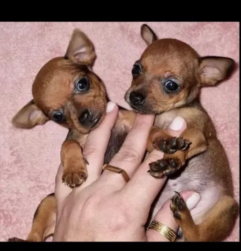 Pinscher 00 lindos filhotes 