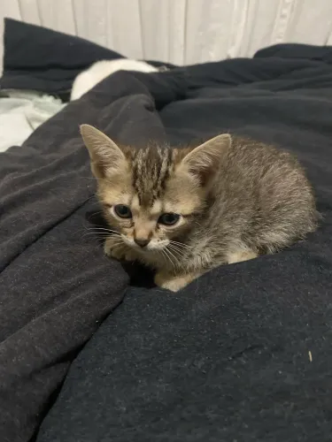 Filhote de Gato