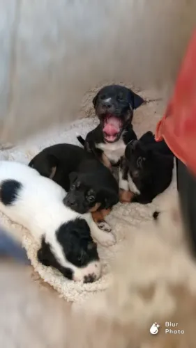 Doa - se Filhote de Cachorro
