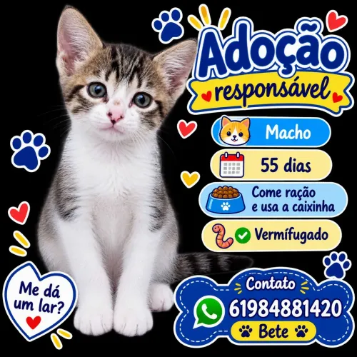Gato para doação
