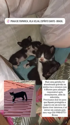 Urgente: Doação de gatos filhotes 