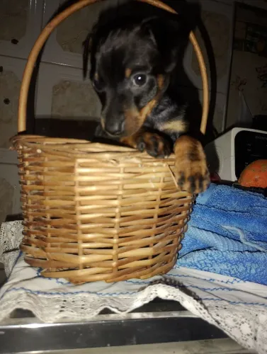 Pinscher