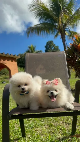 SPITZ ALEMÃO ANÃO (LULU DA POMERÂNIA)!!
