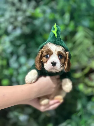 Cavalier king na promoção