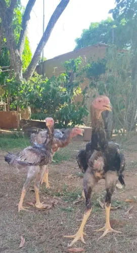 Franguinhos índio gigante 