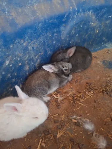Lindos coelhinhos!