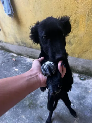 Estou doando