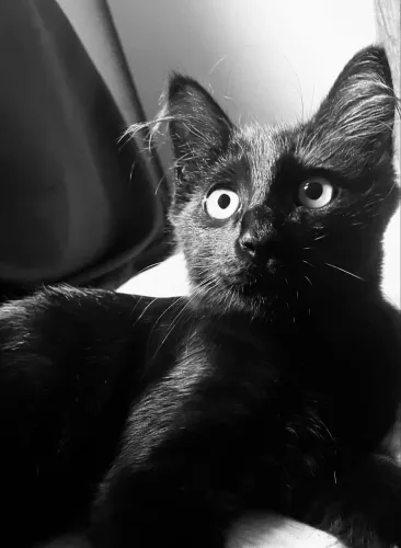 Gatinho