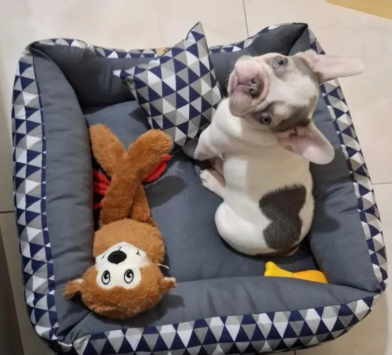 BULLDOG FRANCÊS MACHO