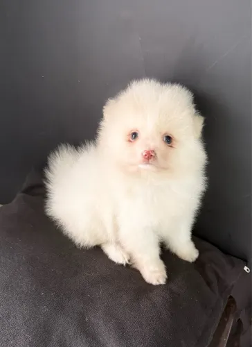 Spitz alemão Filhotinho branco com olhos verdes 