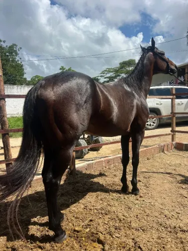 Cavalo de vaquejada 