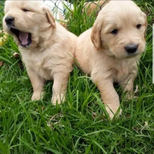 Golden retriever disponível
