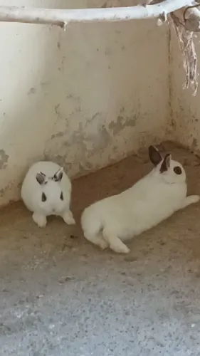 Mini Coelho Casal