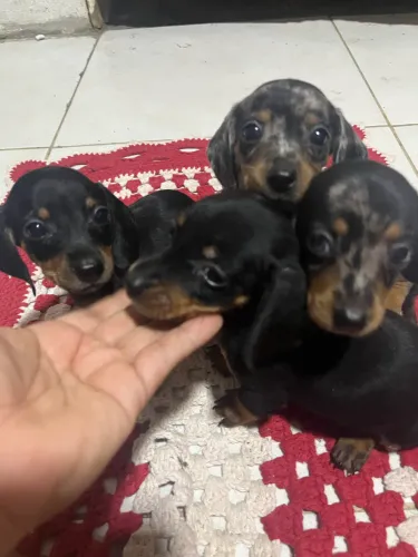Vendo Dachshund / Salsicha