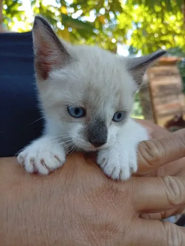 Uma linda gatinha siames doação responsável