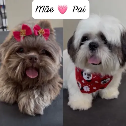 Filhotes de cachorros ShiTzu