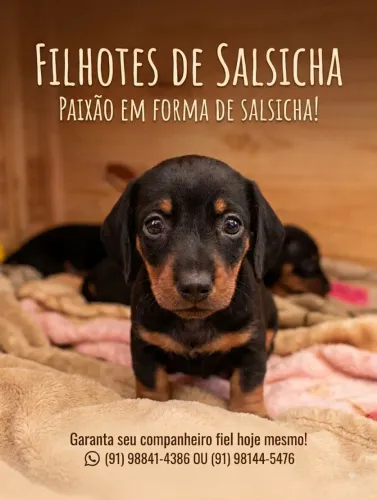  Dachshund (Salsichas lindos, todas com mês de vida)