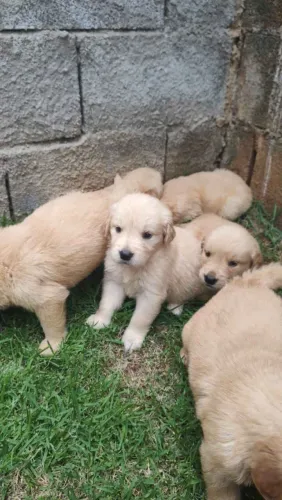 Filhote Golden Retriever, Uma vida mais feliz começa com um filhote!