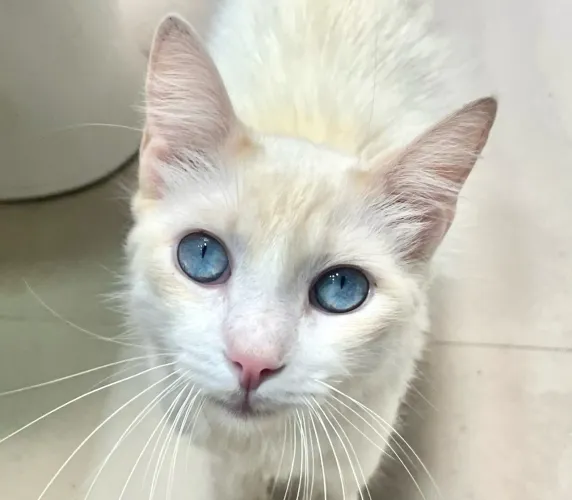 Lindo Vitorio para adoção